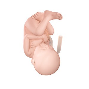 Semana 37