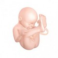 Semana 33